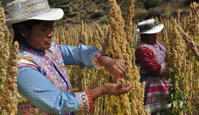 FAO: Perú debería apostar por la quinua orgánica de los Andes