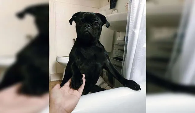 Desliza las imágenes para ver a un perro que superó sus miedos para acompañar a su dueña durante la hora del baño. Foto: Captura de TikTok
