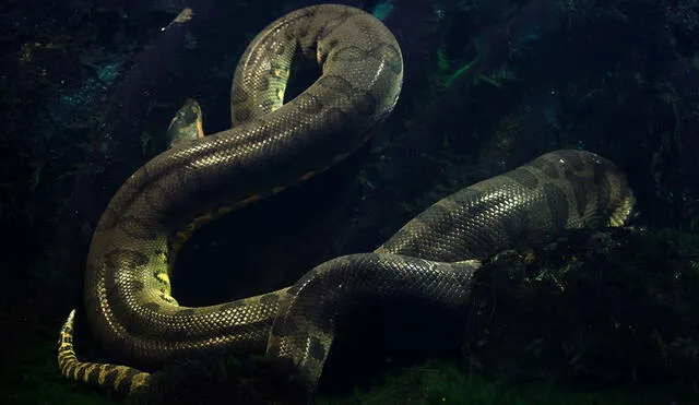 Las anacondas son el género de las serpientes más grandes del mundo. Foto: Acuario Michin