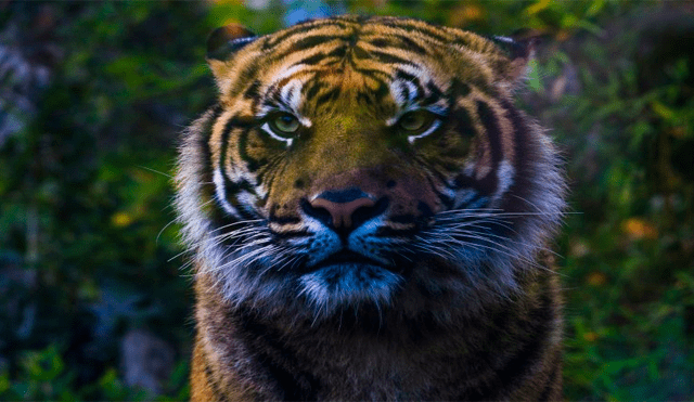 Autoridades encuentran fetos de tigres de Sumatra almacenados en frascos [FOTOS]