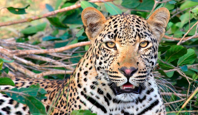 Leopardo se come a un niño y hiere de gravedad a otro mientras jugaban frente a sus casas