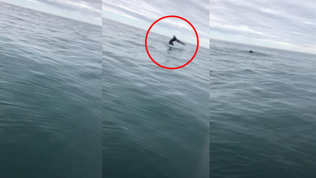 YouTube: lanzó su caña en medio del océano y pescó un animal de gran tamaño