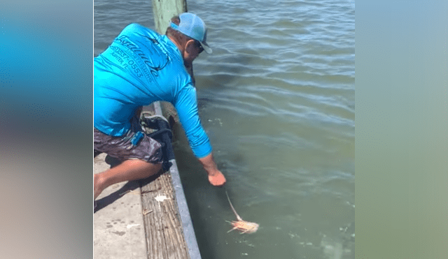 El video viral de Facebook registró el momento en que un tiburón emergió del mar para atacar a un pescador.