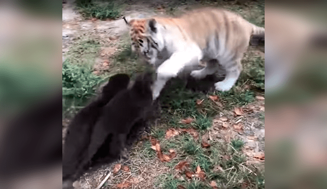 Facebook: Gran ternura provocó un tigre que jugaba con dos nutrias en zoológico [VIDEO]