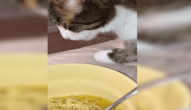 En YouTube, un chico olvidó su plato de comida sobre la mesa y no imaginó que su gato haría una travesura.