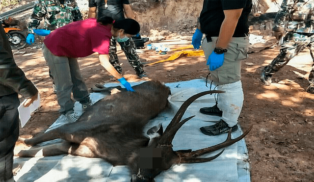 Ciervo es hallado muerto con siete kilos de basura en su estómago