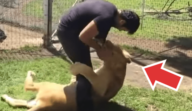 YouTube viral: leona tiene conmovedora reacción al reencontrarse con su excuidador [VIDEO]