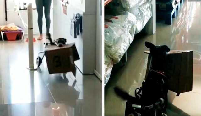 Desliza las imágenes para ver la tierna reacción de un perro con discapacidad al visitar una tienda junto a su dueño. Foto: captura de YouTube
