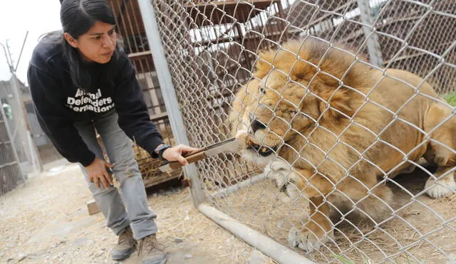 Matan en Sudáfrica a leones rescatados de circo en Perú