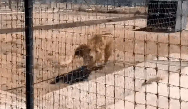 Vía YouTube: león es separado de su pareja en celo y enfurece con su amo [VIDEO]