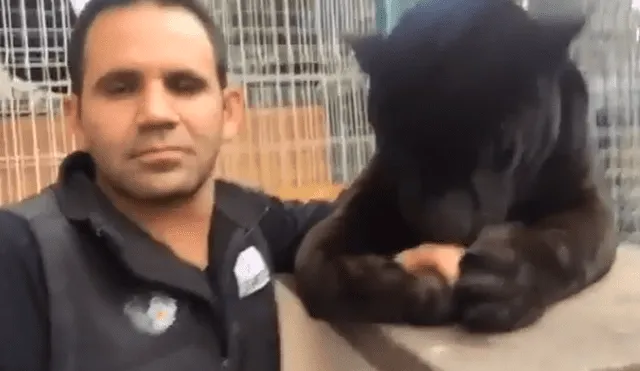 Un video viral de YouTube muestra el temible encuentro de un hombre con un feroz pantera.