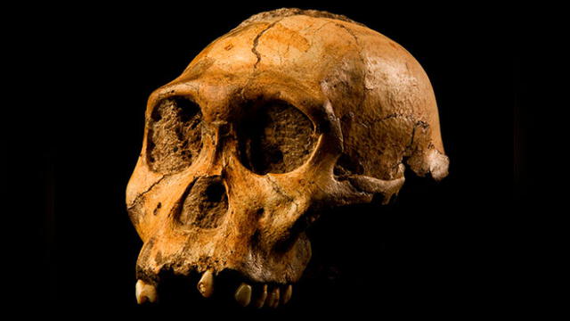 Científicos confirman ‘eslabón perdido’ en la historia humana