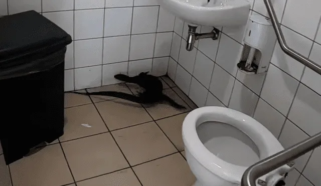 YouTube viral: quería usar baño de gasolinera y halla a 'temible criatura' dentro del inodoro [VIDEO]