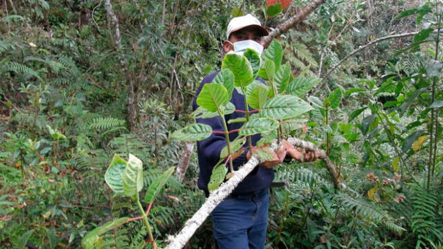 Repoblarán con árbol de la quina Amazonas