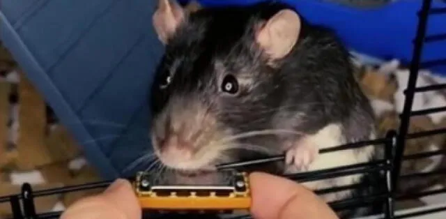 El cuidador de la mascota produjo la canción del roedor. Foto: captura de TikTok