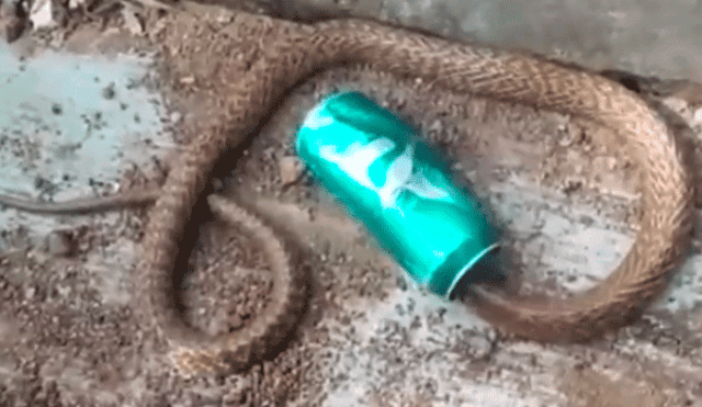 YouTube: así fue el rescate de una serpiente que quedó atrapada en una lata de aluminio [VIDEOS]