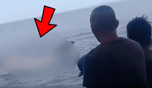 YouTube viral: enorme criatura marina aparece en la playa y bañistas luchan por salvarle la vida [VIDEO] 