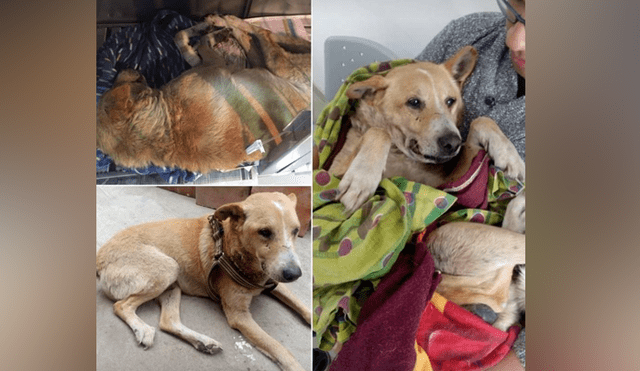 San Marcos: piden apoyo para perrito que fue atacado por pitbull