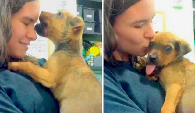 Otto pasó por una cirugía y ahora se encuentra estable y demuestra mucho amor. Foto: Captura/Facebook/Greenville Humane Society