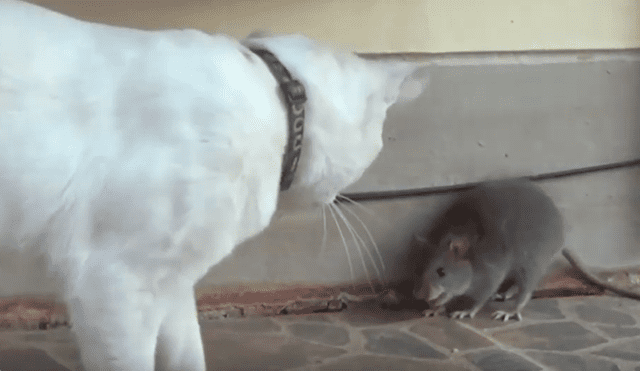 La enorme rata no permitió que el gato lo muerda y lo atacó en varias ocasiones. Foto: captura.