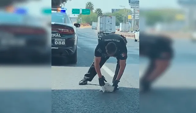 YouTube viral: policía salva la vida de cachorro que estaba en medio de la carretera [VIDEO]