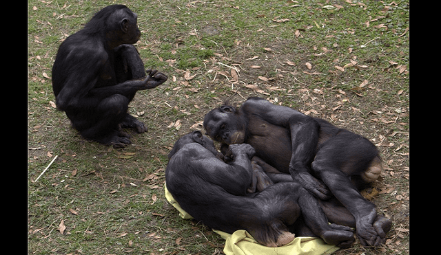 La hembras bonobos se muestran más unidades después de tener relaciones sexuales. Foto: Pinterest
