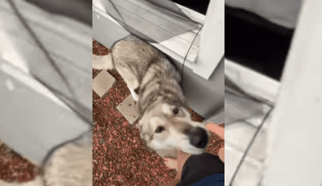 Video es viral en Facebook. Joven grabó la curiosa conducta que tuvo su perro con ella, segundos antes de descubrir el desastre que este había hecho. Fotocaptra: YouTube