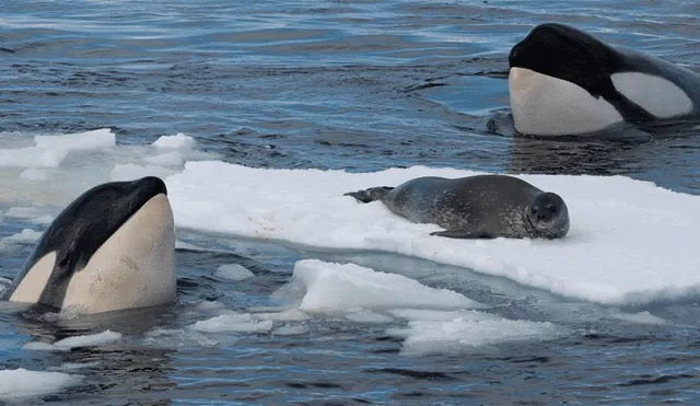 Facebook Viral: peligrosas criaturas marinas emergen del océano para atacar a tres focas [VIDEO]