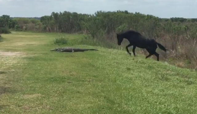 Facebook: caballo enloquece y ataca a cocodrilo en video viral 