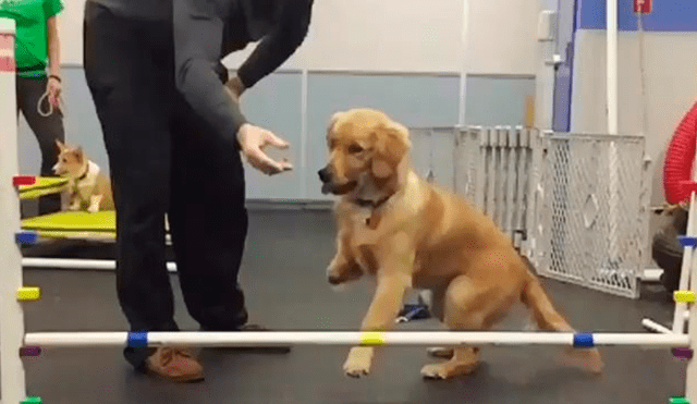 Desliza a la izquierda para ver al perro que ha conmovido a los usuarios de Facebook. Foto: Captura.