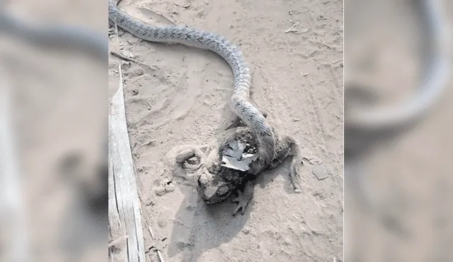Desliza para ver la pelea entre una serpiente y una rana que es viral en YouTube. Foto: Captura.