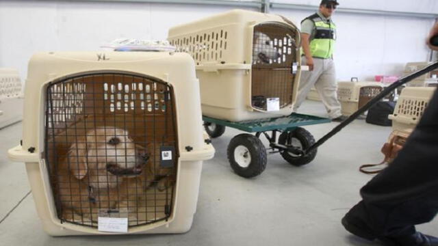 Estados Unidos: Perro murió en avión porque tripulación ordenó que viaje en equipaje de mano 