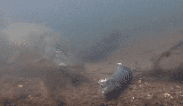 Facebook viral: 'misteriosa criatura' marina se traga a una rata que cayó al océano y esto pasa [VIDEO]