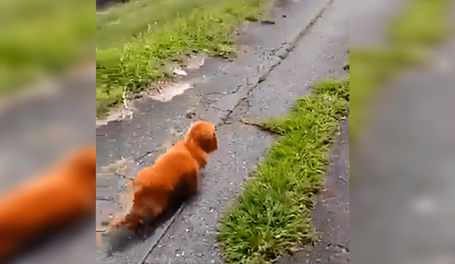 En Facebook, un chico paseaba con su perro y fingió desmayarse para ver la reacción de su mascota.