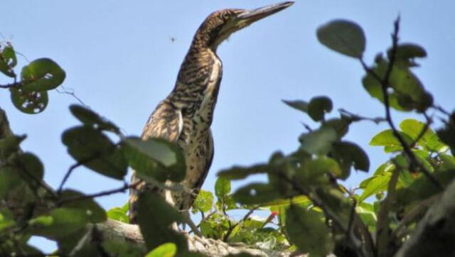 Tumbes: registran por primera vez especies de aves en nuevos ecosistemas 