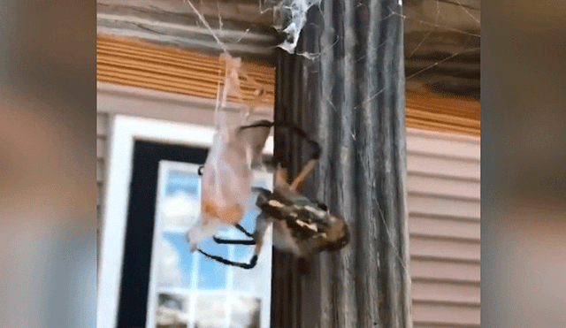 YouTube viral: joven causa repudio tras alimentar a enorme araña con saltamontes vivo [VIDEO]