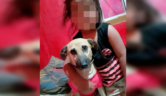 Desliza las imágenes para conocer el final feliz que consiguió una perrita llamada Cati tras ser adoptada. Foto: Misiones Online/ Referencial