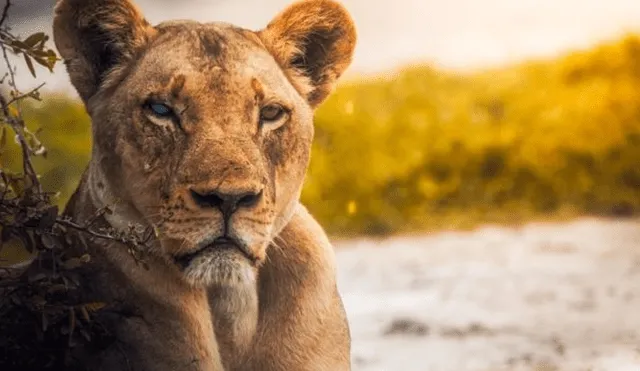 Desliza hacia la izquierda las imágenes del viral de Facebook para que puedas ver el ojo de cristal de una leona en la selva de África.