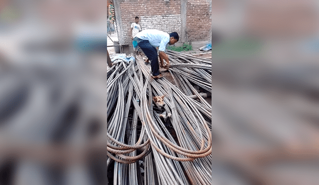 Facebook Viral: El rescate de este perrro atrapado entre cables de acero conmueve a miles de usuarios 