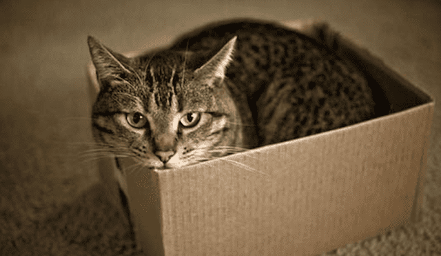 YouTube viral: ¿por qué todos los gatos adoran meterse en las cajas? [VIDEO]