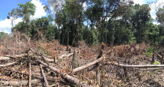 El mundo perdió 12 millones de hectáreas de selvas tropicales en 2018