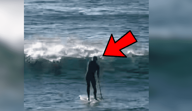 Vía YouTube. El animal salió intempestivamente del mar y se tiró contra el surfista, que iniciaba su carrera hacia el lado opuesto