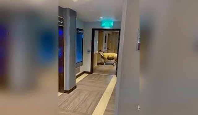 El video de una oveja esperando el ascensor dentro de un hotel en Reino Unido ha sorprendido a los usuarios de Facebook. El animal esperó que los huéspedes salgan para ingresar y continuar con su recorrido.