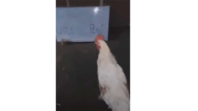 ‘Poly’, como se llama esta gallina, ha acertado en todas sus predicciones, por lo que ha ganado miles de devotos en las redes sociales.