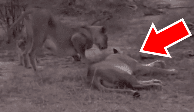 Turistas se topan con familia de leones y graban conmovedora escena jamás antes vista.