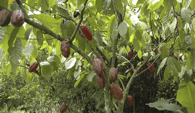 Loreto: hallan restos de dos mujeres asesinadas en una plantación de cacao