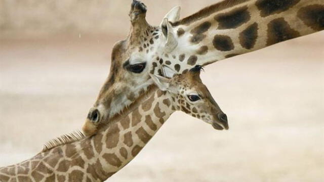 Madre e hijo luchan por sus vidas tras brutal ataque de jirafa 