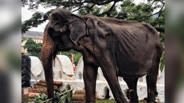 Denuncian estado calavérico de un elefante en tradicional festival budista [FOTOS]