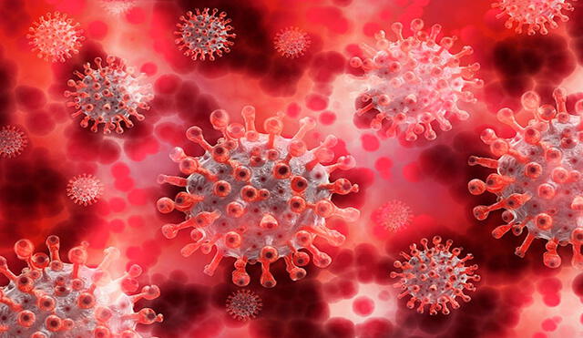 El coronavirus SARS-CoV-2 entra en las células humanas al unirse con la glicoproteína ACE2. Imagen: Pixabay