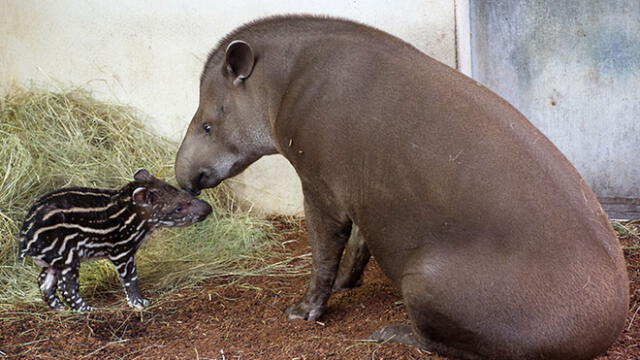 El tapir, mamífero autóctono de Sudamérica, continúa en peligro de extinción [FOTOS]